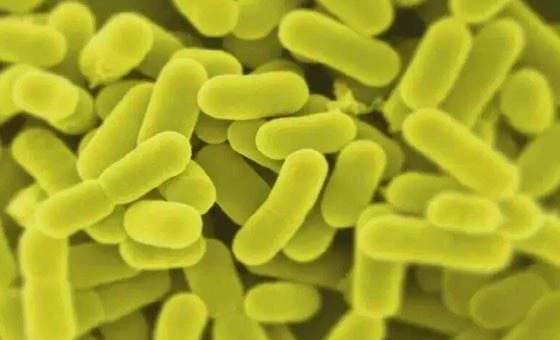 pure Lactobacillus rhamnosus